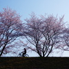 桜並木を自転車で♪