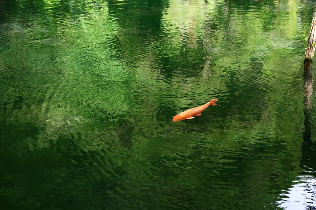 涼の池