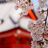 さくら