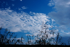 秋空