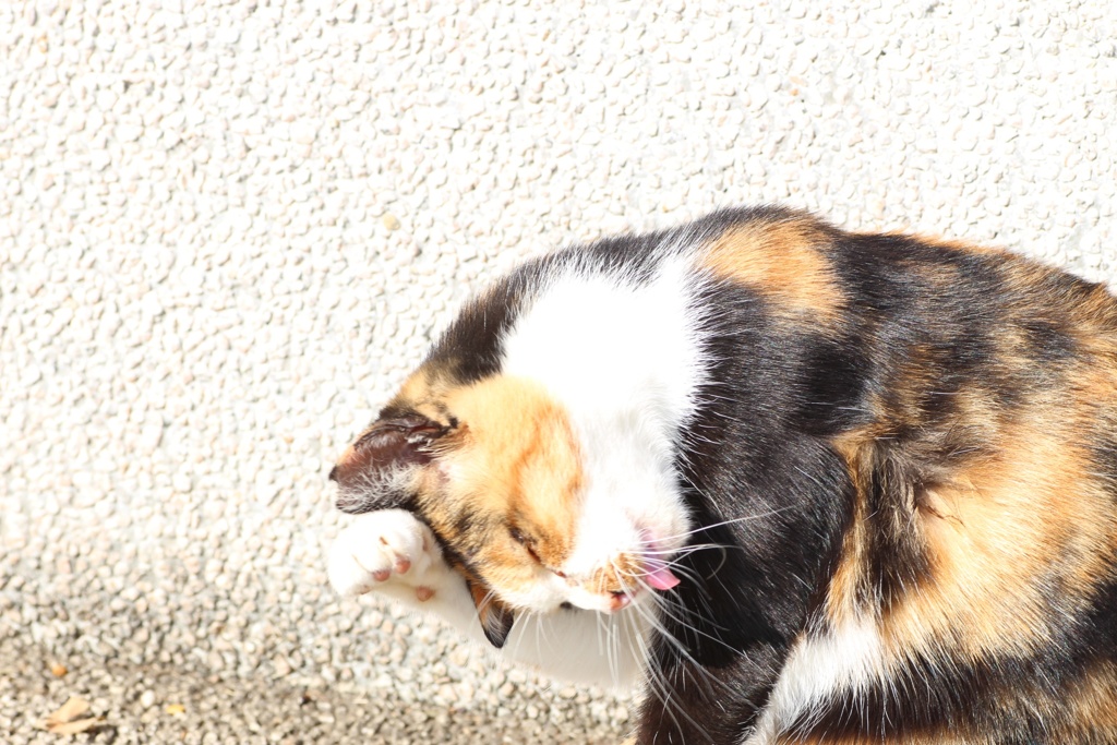 ごめんなちい