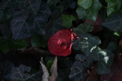 秋