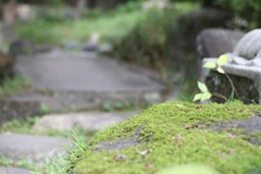 コケないでね！
