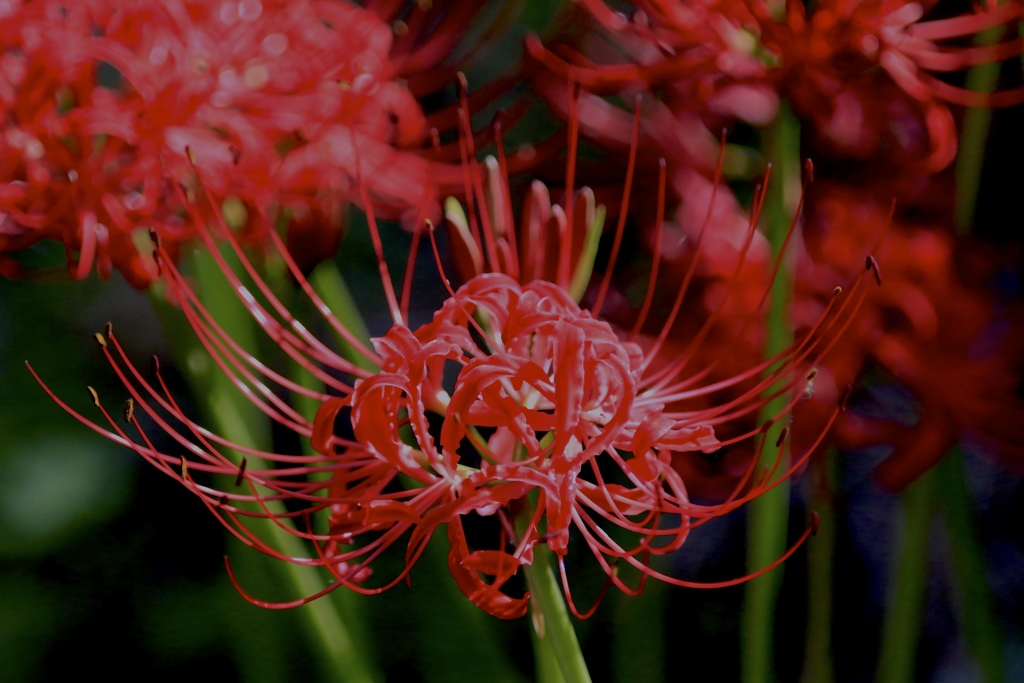 曼珠沙華