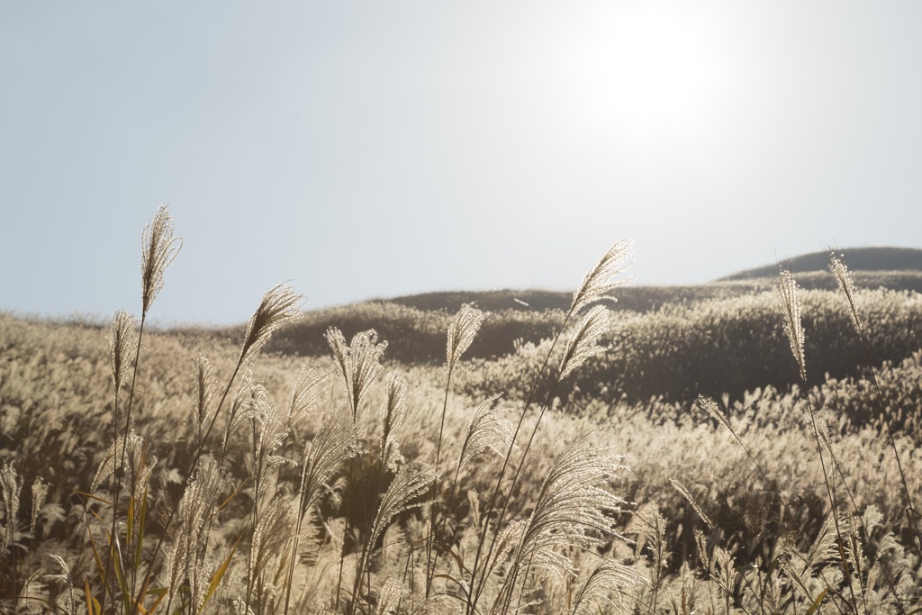 Japnaese pampas grass ⅲ