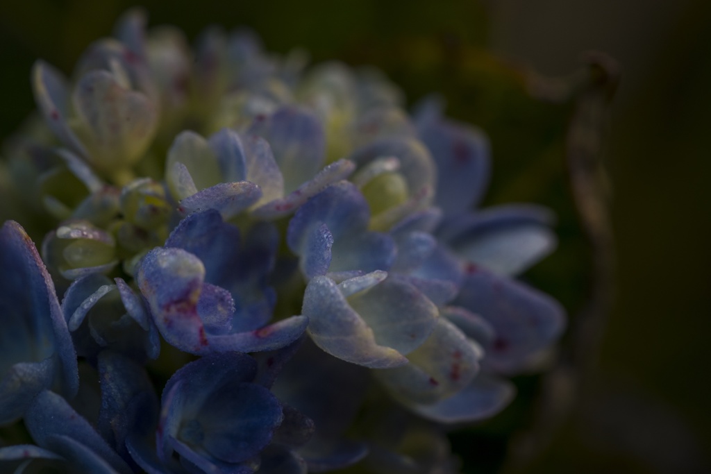 11月の紫陽花