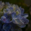 11月の紫陽花