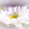 結婚　リング