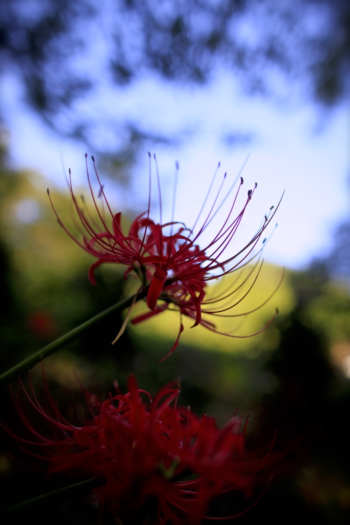 曼珠沙華