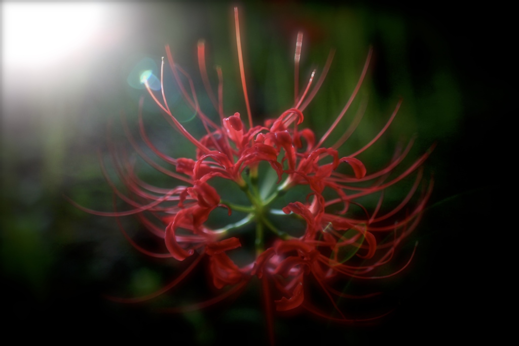 一凛の花火