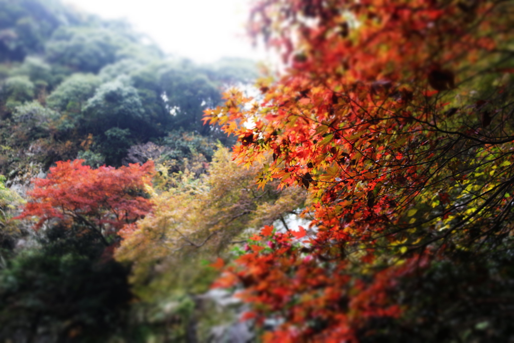 紅葉の訪れ