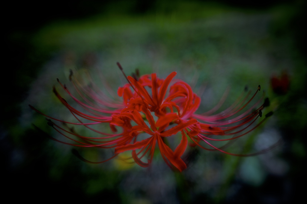 曼珠沙華