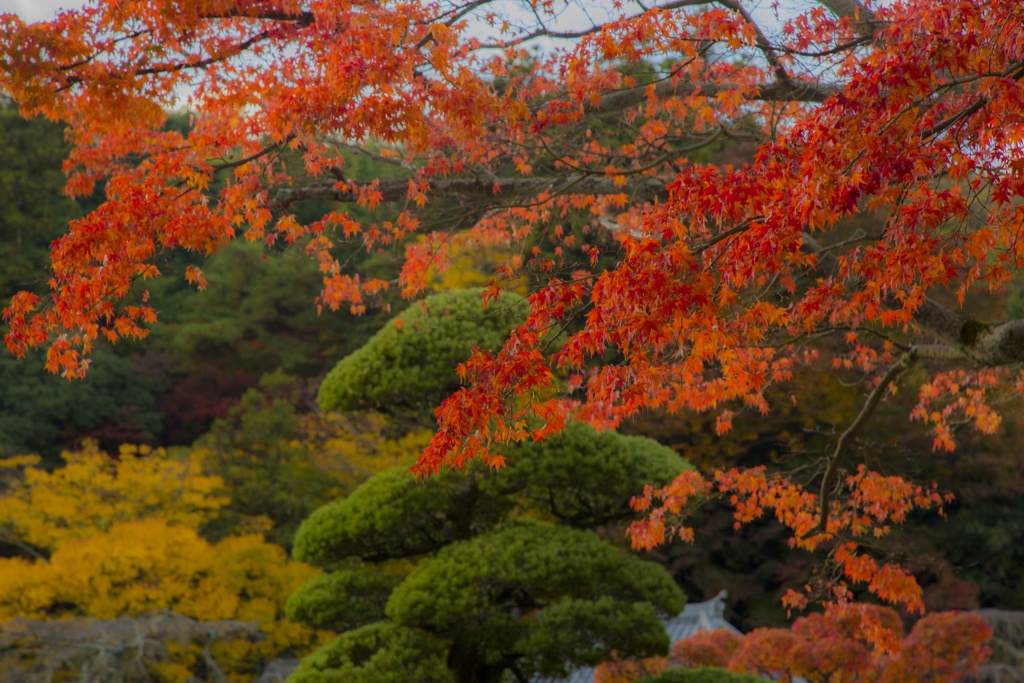 日本庭園ⅱ