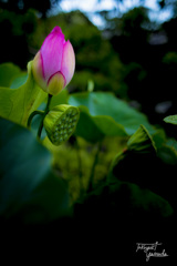 lotus