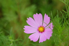 ちいさな秋。。。秋桜