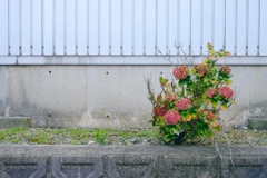 秋の紫陽花