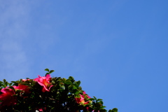 山茶花と青