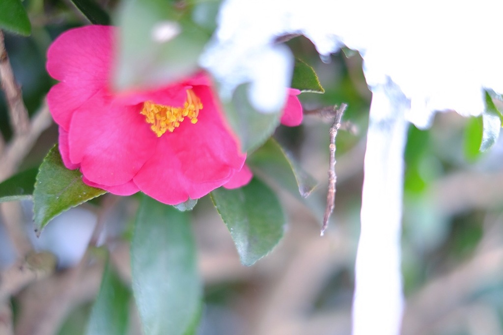 山茶花とつらら