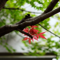 ちいさな秋。。。紅葉