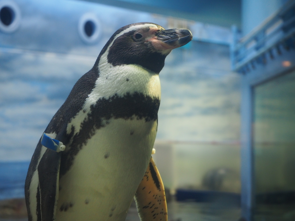 えのすい ペンギン