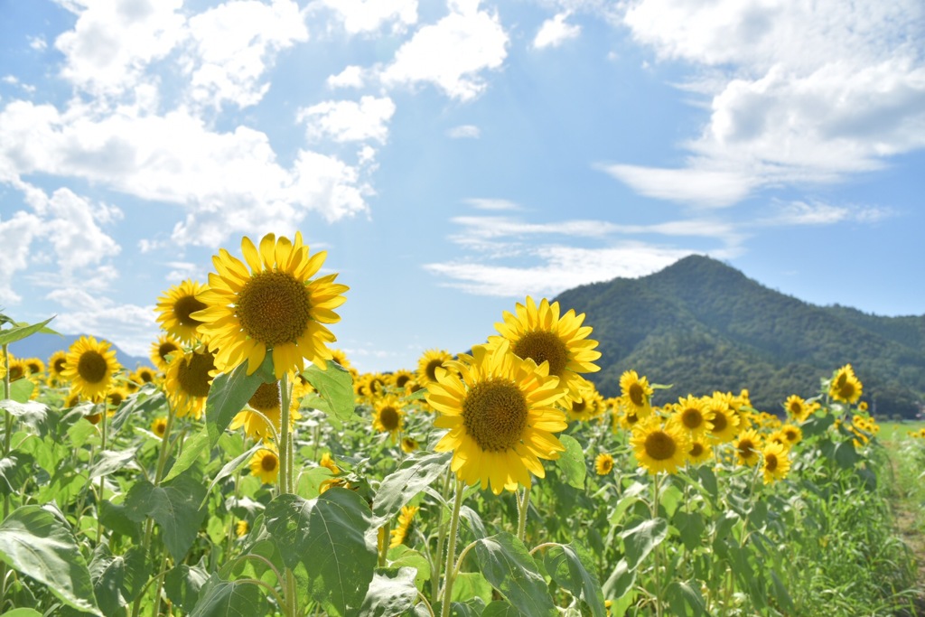 ひまわりとお山