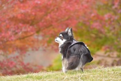 あんちゃんも紅葉狩り♬