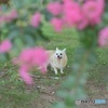 今年もまた百日紅のお花と一緒に