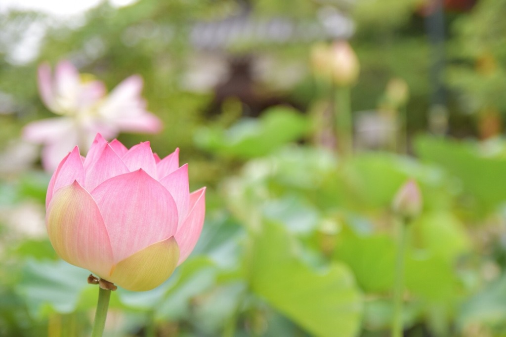 ハスの花