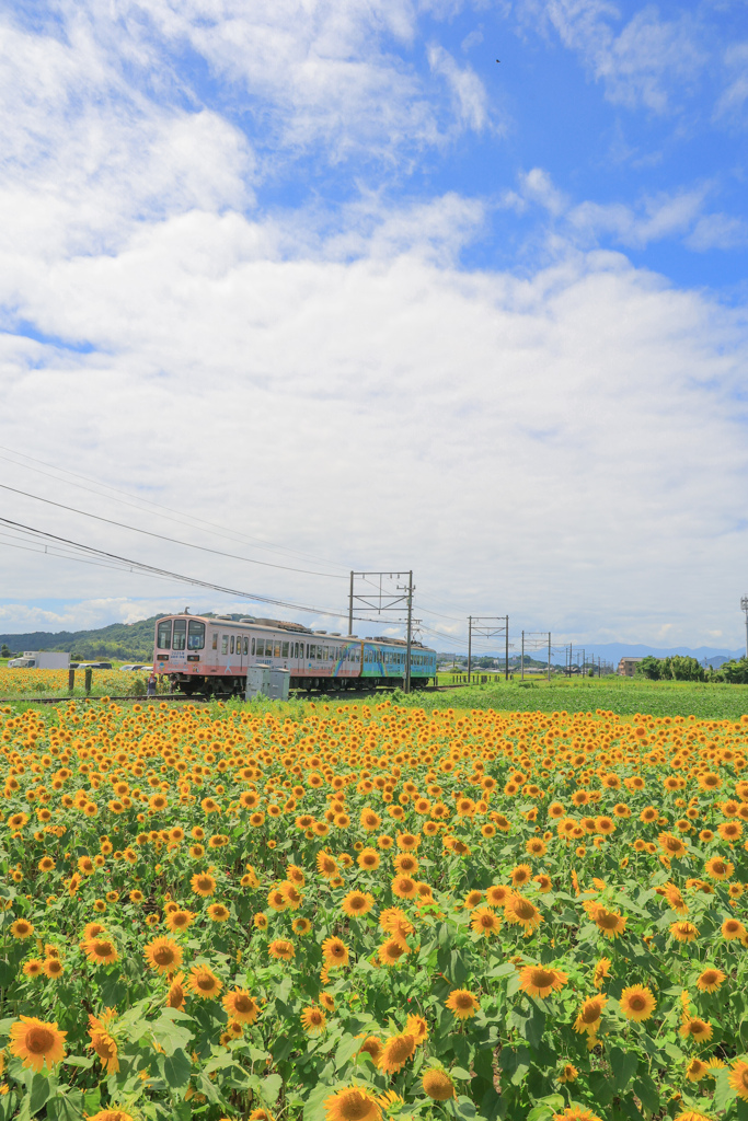 ひまわりと近江鉄道