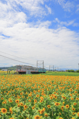 ひまわりと近江鉄道