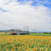 ひまわりと近江鉄道