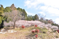 小原の四季桜