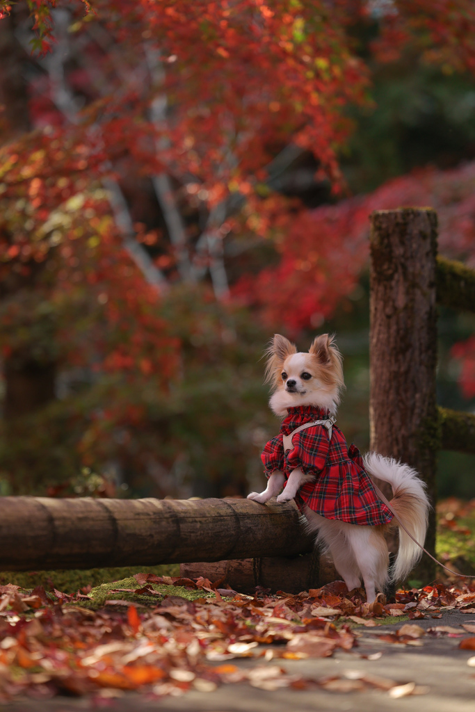 愛犬との秋探し