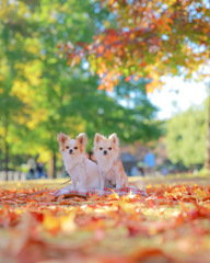 秋のお散歩