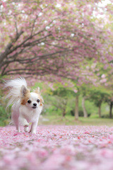 八重桜のじゅうたん