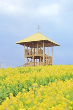 満開の菜の花〜♬