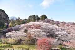 小原の四季桜②