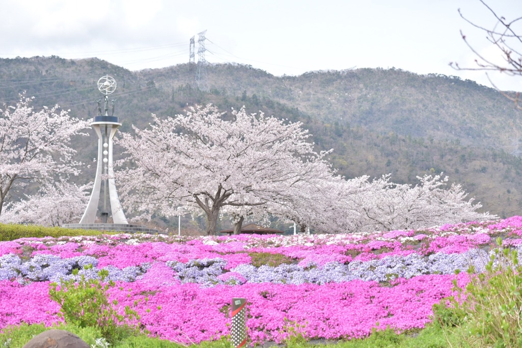 桜と芝桜