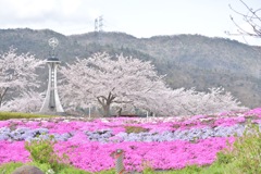 桜と芝桜