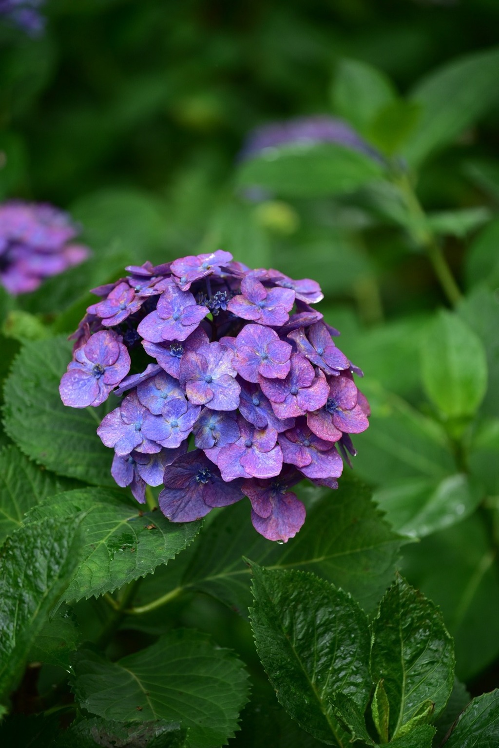 幸手権現堂公園の紫陽花