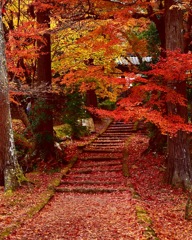 龍穏寺の紅葉