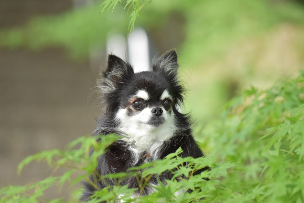 青もみじとあんちゃん