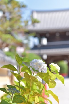 今年初めての紫陽花