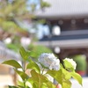 今年初めての紫陽花
