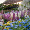 夕暮れの花壇