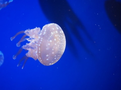 クラゲ2