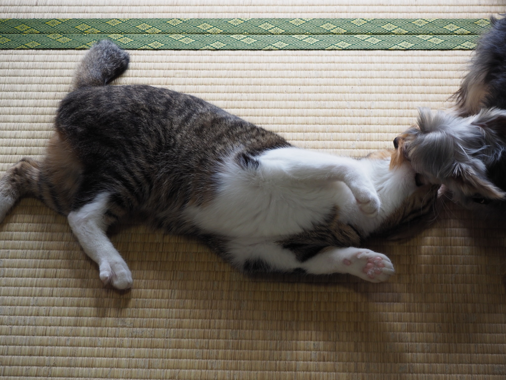 げげとゆず