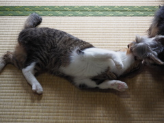 げげとゆず