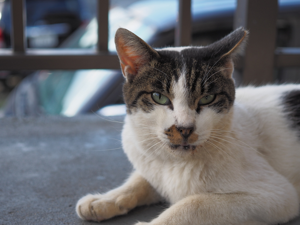 半野良の猫