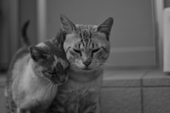 猫と猫